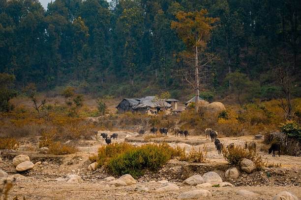 A peaceful rural landscape captured during golden hour, showing cows and buffalo walking back toward nearby village homes. The warm evening sunlight enhances the calm countryside atmosphere, highlighting traditional rural life, agriculture, and harmony between humans, animals, and nature. Ideal for concepts related to rural living, farming, sustainability, and serene landscapes.