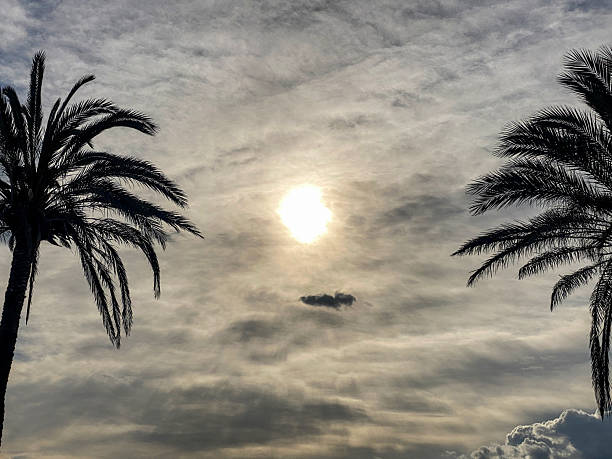 Low angle view of two palm trees side by side silhouetted against a cloudy sky with the sun between them