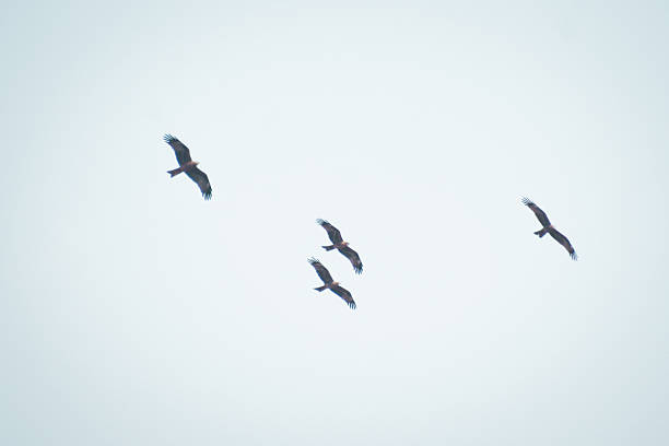 Black Kite birds (Milvus migrans) flying freely in the open sky, captured both in group formation and solo flight. The images showcase graceful wing movement, aerial behavior, and the power of birds of prey in their natural environment. Ideal for wildlife, freedom, migration, and nature conservation concepts.