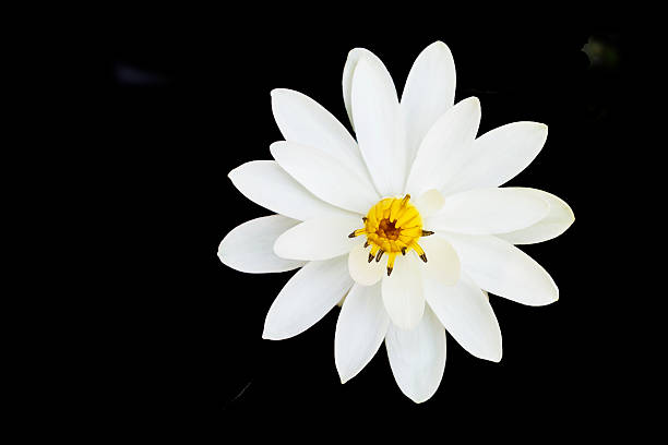 Beautiful white lotus flower on black background, nature concept background, spring and summer concept, outdoor day light