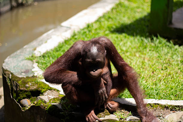 Portrait of Bornean Orangutan or Pongo pygmaeus, sitting at the shelter on a rainy day in Singapore zoo