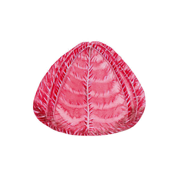 Deep-sea sea urchin 