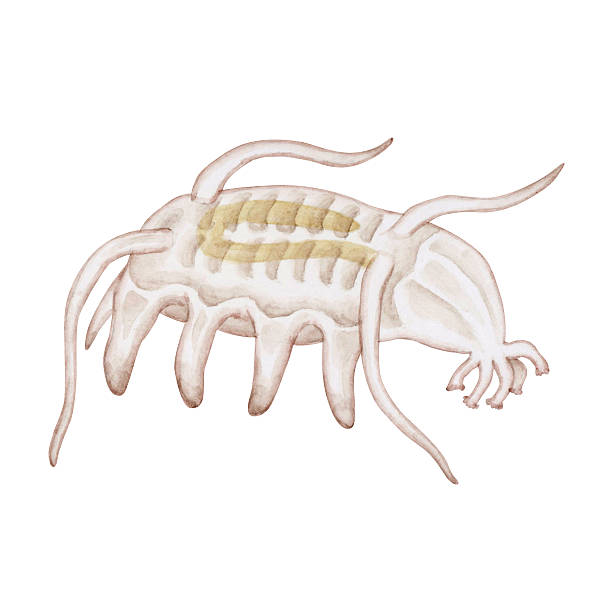 Deep-sea sea cucumber 