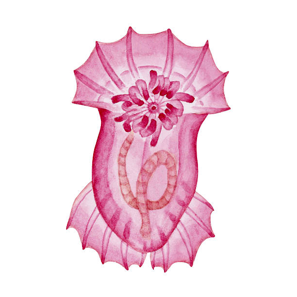 Deep-sea sea cucumber 