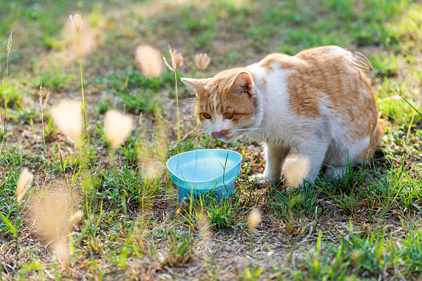 Cute orange cat drinking fresh water from a bowl outdoors on green grass in natural light, showing pet care, hydration, animal behavior, and healthy lifestyle concept.