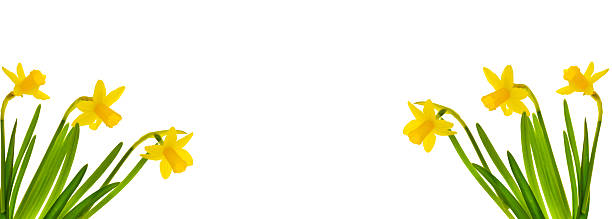 Floral spring banner. Yellow Daffodils on a white background border with copyspace. First spring flowers.Border of Yellow Daffodils on White Background