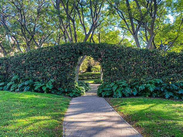 Photo of a hedge with a door in summer