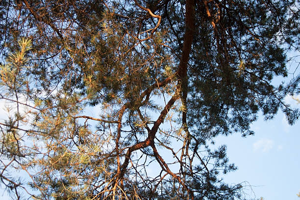 Setting sun with sun rays shining through the branches and trunk of a pine tree.