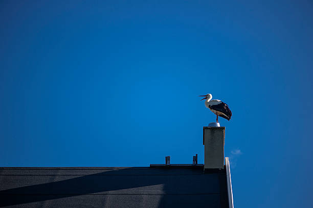 Stork bird on top of chimney on blue sky background