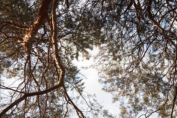 Setting sun with sun rays shining through the branches and trunk of a pine tree.