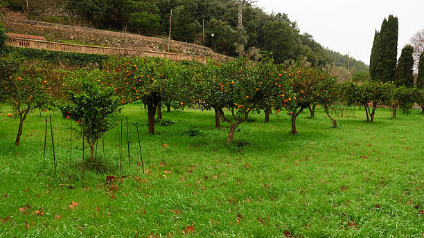 Vibrant Orange Grove with Lush Greenery and Orange Ripe Fruit. Harvest