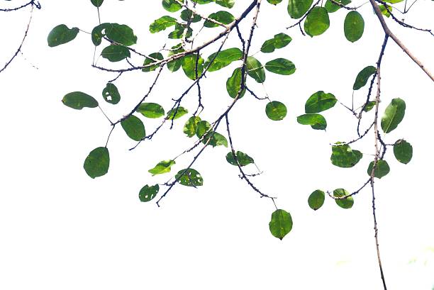 A green leaf color