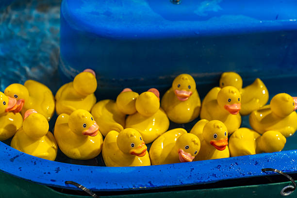 Multiple yellow rubber ducks floating on water in a blue plastic tray during a local fair. Focus on toys and vibrant colors.