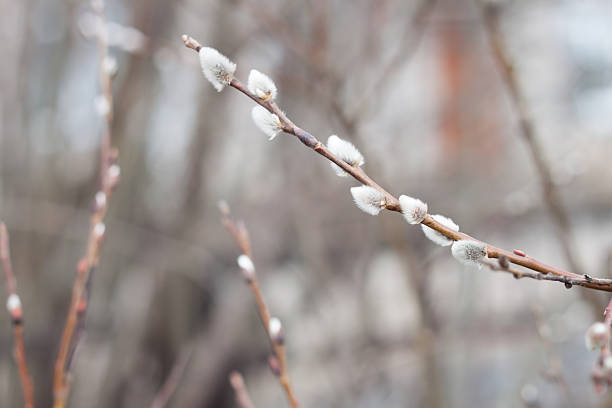 Spring flowered one willow branch on a gray background in the park or forest. Close up. Spring card.