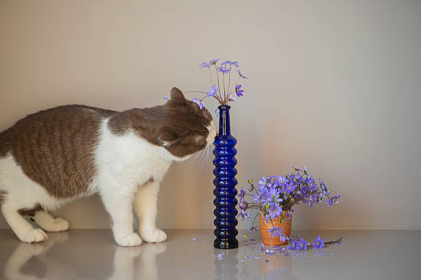 Cat and blue anemones flowers isolated on gray background