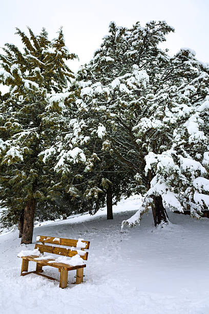 Wooden bench next to snow-covered pine trees in the mountain in Riopar Viejo town, Spain