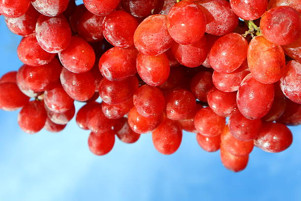 Grapes hang from vine, surrounded by lush green leaves under clear blue sky. Bright sunlight illuminates vibrant vineyard, showcasing natural abundance and crisp leaf edges.
