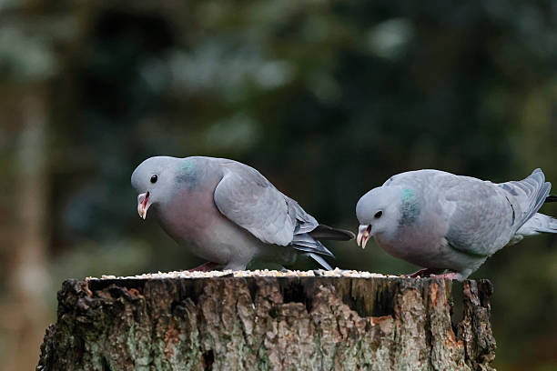 L 28-32cm, WS 60-66cm.Breeds in wooded areas, forest edge and larger, undisturbed parks with mature oaks and other deciduous trees which provide nest holes (commonest nest choice), locally also on rocky coasts or on buildings on ledges or in holes. Rather shy. Presence perhaps most often noted due to song.This is a quite common Dove Species in the Netherlands, but not as common as the Wood Pigeon.