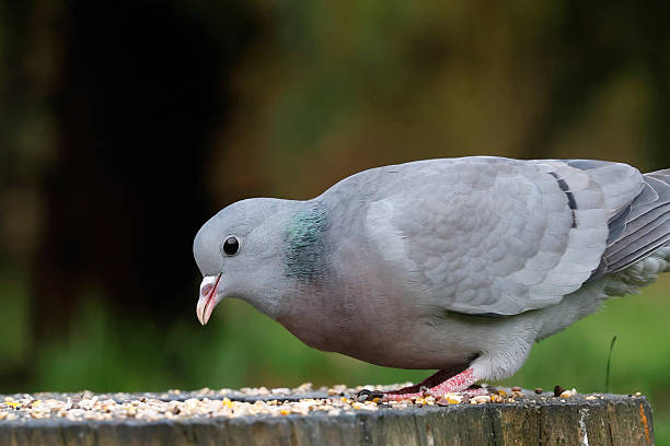 L 28-32cm, WS 60-66cm.Breeds in wooded areas, forest edge and larger, undisturbed parks with mature oaks and other deciduous trees which provide nest holes (commonest nest choice), locally also on rocky coasts or on buildings on ledges or in holes. Rather shy. Presence perhaps most often noted due to song.This is a quite common Dove Species in the Netherlands, but not as common as the Wood Pigeon.