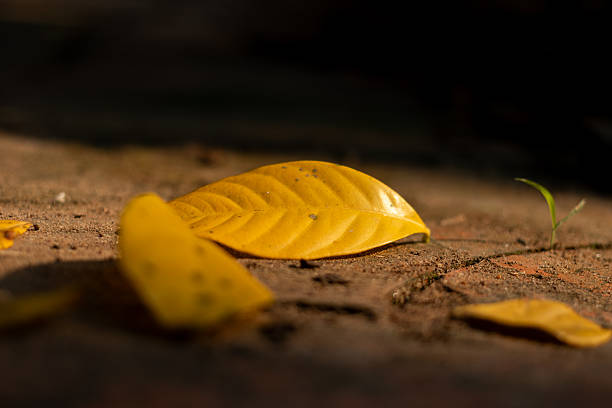 A poetic shot of a yellow leaf, perfect for seasonal transitions, nature, and mindfulness themes