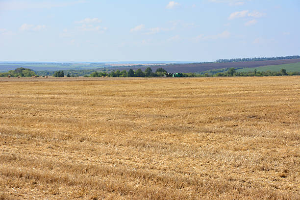 Golden Stubble Field Under Blue Sky copy space