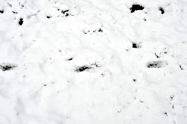Footprints left on the cold, white snow.