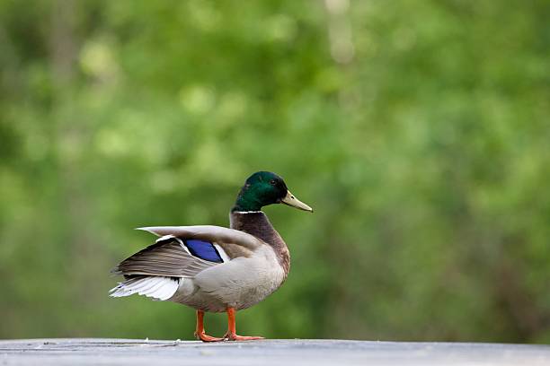 A side profile of a vibrant male mallard (Anas platyrhynchos) standing on a wooden surface. The duck features a distinctive iridescent green head, yellow bill, and blue wing patch. The background is a soft, out-of-focus lush green foliage, providing ample negative space for text or design elements. Ideal for wildlife, nature, and environmental concepts.