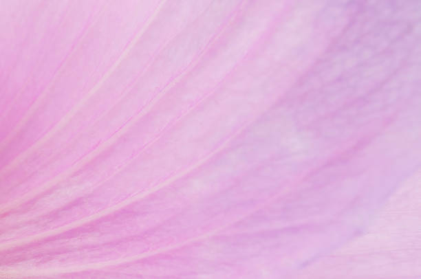 Natural background. Pink flower petals in great detail . Horizontally.
