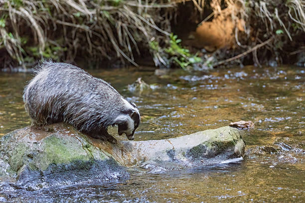 The European budger is standing on the stone in flowing river. Horizontally. Horizontally.