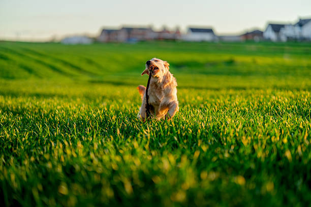 Happy young Golden Retriever running in the field. View of a dog running through a meadow with a dog in a meadow during the golden hour of sunset.