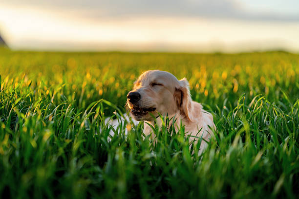 Golden Retriever lying in a field and biting a stick, Poland.