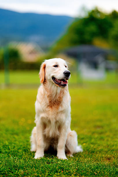 Beautiful Golden Retriever dog sits on grass at sunset.