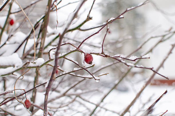 Close-up winter scene with branches, snow, and bright red rose hips. Serene, for seasonal use