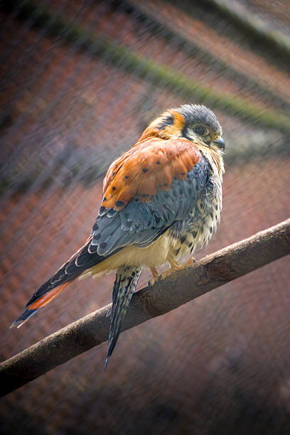 A profile shot of a male American Kestrel, a small bird of prey, resting on a wooden branch. The image highlights its distinctive blue-grey wings and rufous spotted back, set against a blurred wire mesh background in an aviary setting.