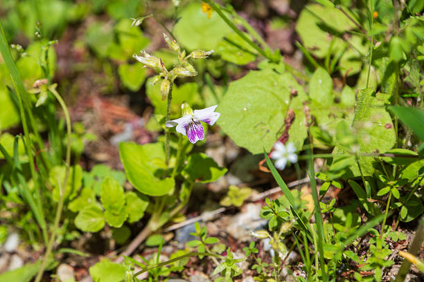 A delicate purple and white wild violet flower captured in its natural environment, surrounded by lush green leaves and spring sunlight.
