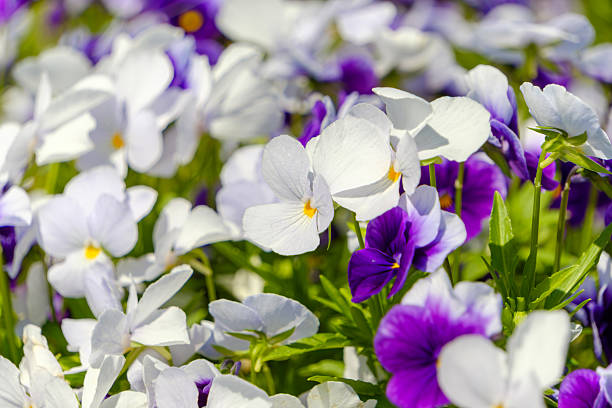 The garden pansy is a type of hybrid plant cultivated as a garden flower. It is a popular cool season flower and is easy to grow. Flowers are colorful and charming monkey-faced flowers.