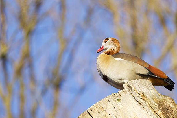 Egyptian goose high up on a tree trunk, Egyptian goose with puffed-out belly surrounded by blue sky, Egyptian goose in sunshine from the side, Alopochen aegyptiaca