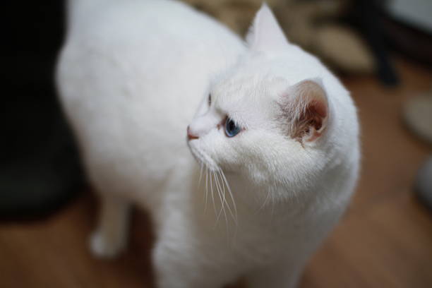 Cute cat kitten, laying down facing front on edge. . High quality photo