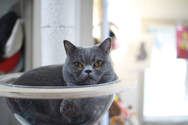 Adorable British Shorthair Cat Relaxing in a Clear Perch