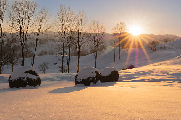 Warm winter sunset illuminating a snowy rural landscape with hay bales and bare trees. Peaceful countryside scene representing winter, agriculture, nature, tranquility, and seasonal transition. Ideal for backgrounds, seasonal campaigns, and nature concepts.