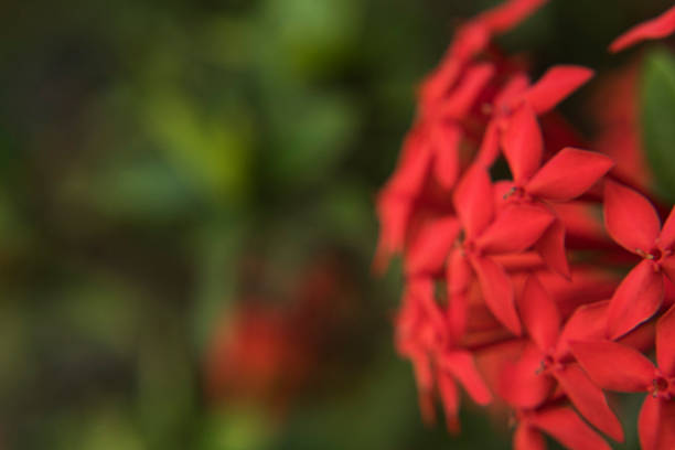 Vibrant Red Ixora Blossoms in Soft Focus