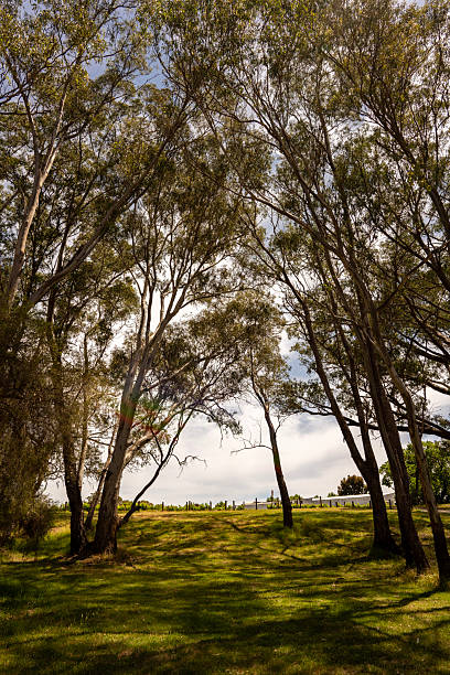 Tall eucalyptus trees with slender trunks rise over a green lawn, casting soft shadows and forming a light canopy against the sky.