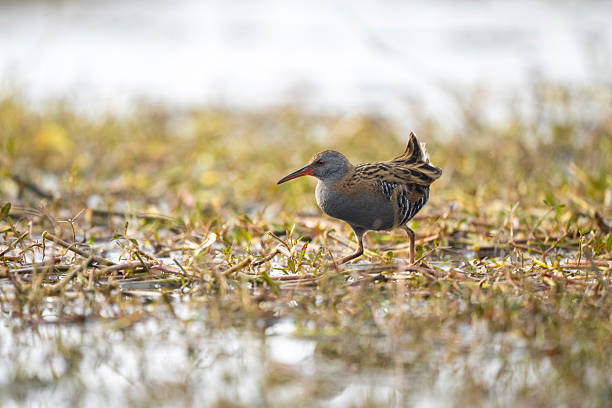 Natural marsh habitat highlights water rail presence peacefully
