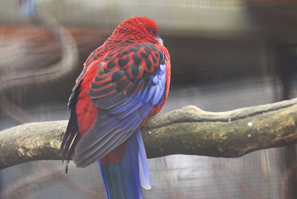 Crimson Rosella on a thick branch, Platycercus elegans, Crimson Rosella from the side, parrot with red and blue feathers, red and blue plumage, crimson rosella