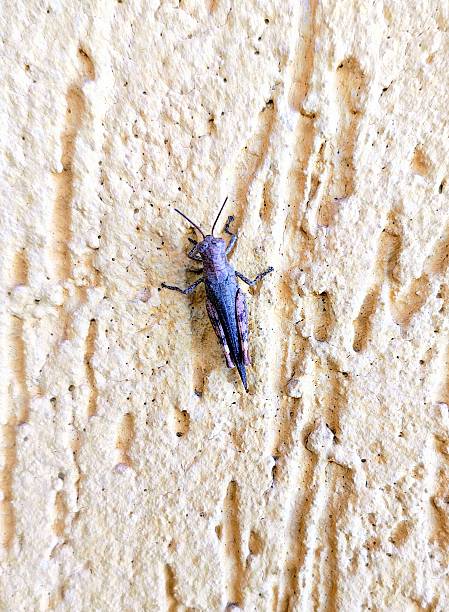 A small grasshopper on a textured yellow wall.