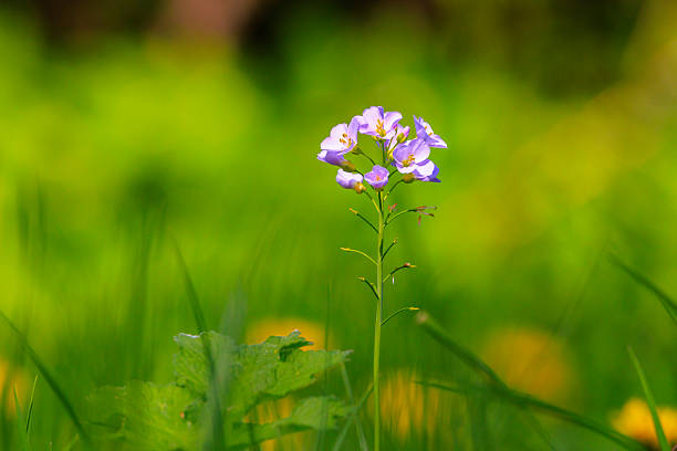 Cuckooflower, Cardamine pratensis, blooming in a meadow during spring. This plant is a host plant for the orange tip butterfly Anthocharis cardamines.