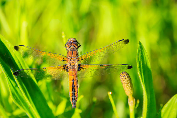 Closeup of a Scarce chaser, Libellula fulva, resting on vegetation