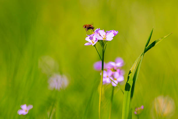 Cuckooflower, Cardamine pratensis, blooming in a meadow during spring. This plant is a host plant for the orange tip butterfly Anthocharis cardamines.