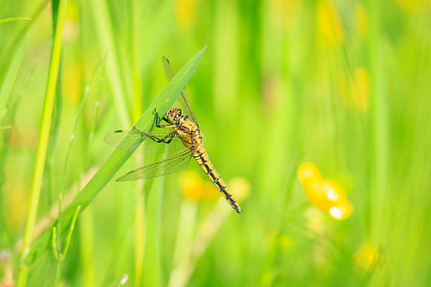 A pair of dragonflies sitting on the grass.