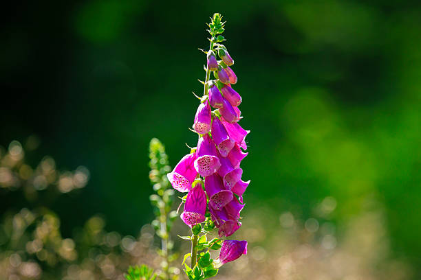 Closeup of Digitalis purpurea, foxglove flowers blooming in a meadow